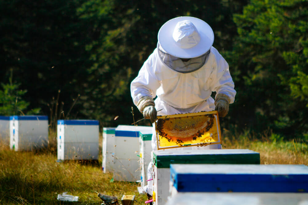 Beekeeper performing hive inspection in apiary