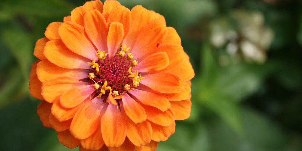 8 Popular Flowers for a Bee Garden - LearnBees