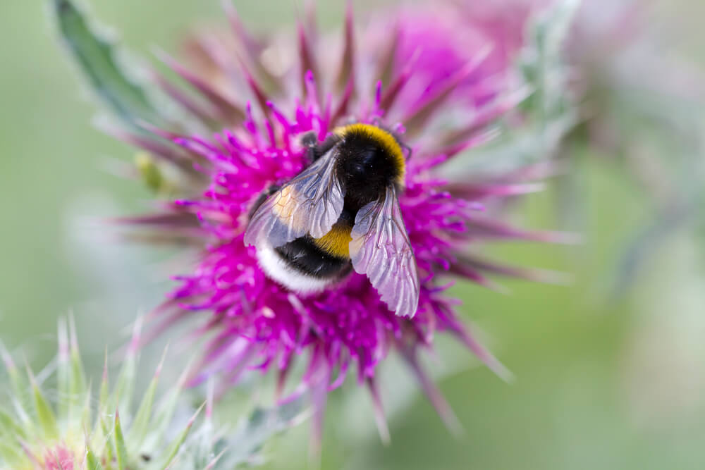 bumblebee on purple flower in bee garden