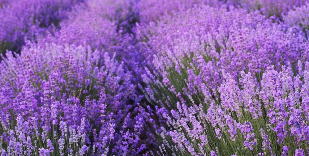 lavender flowers for bee garden