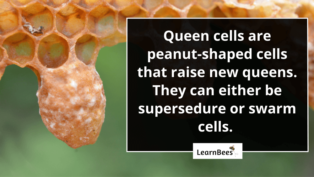 queen cells