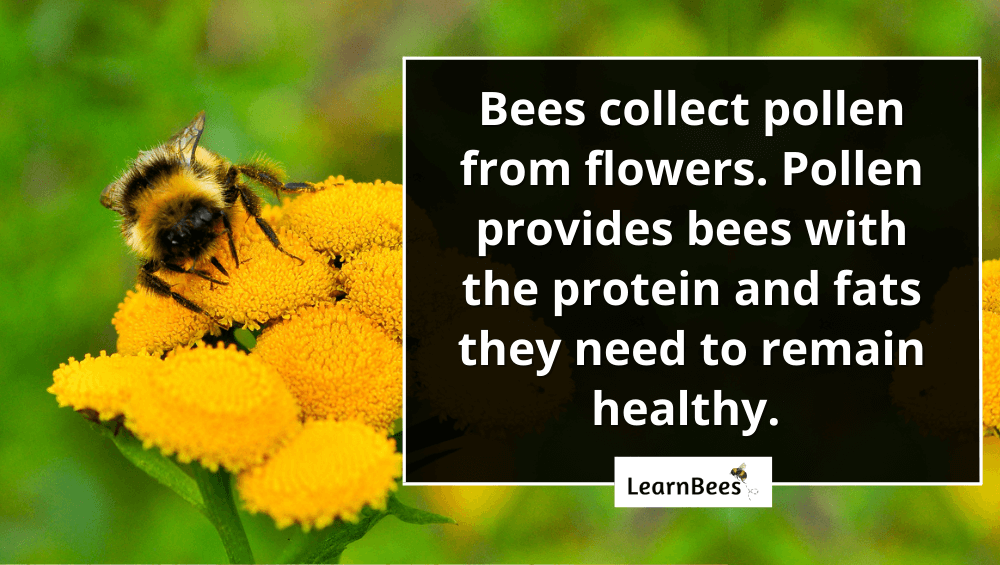 pollen bees
