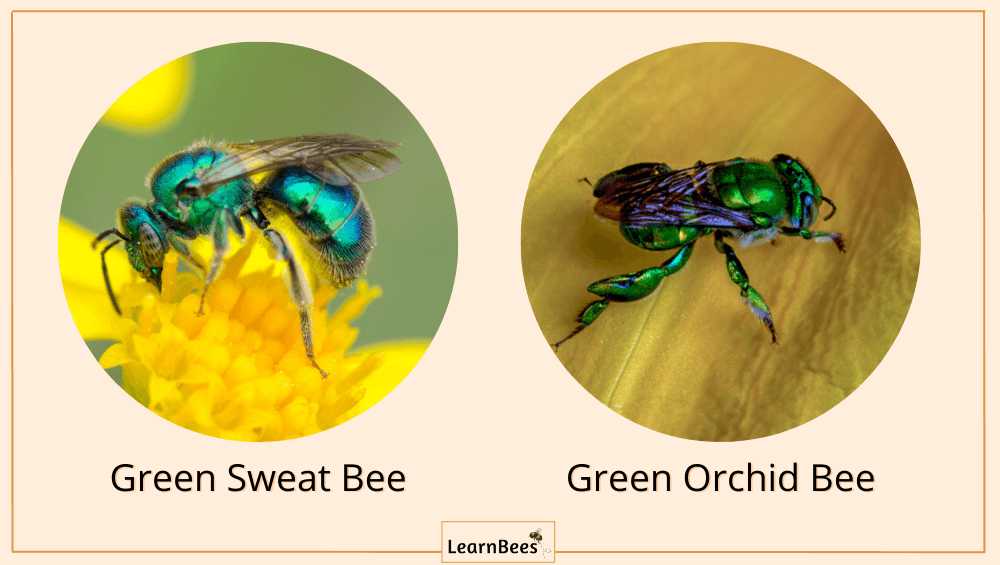 bees color