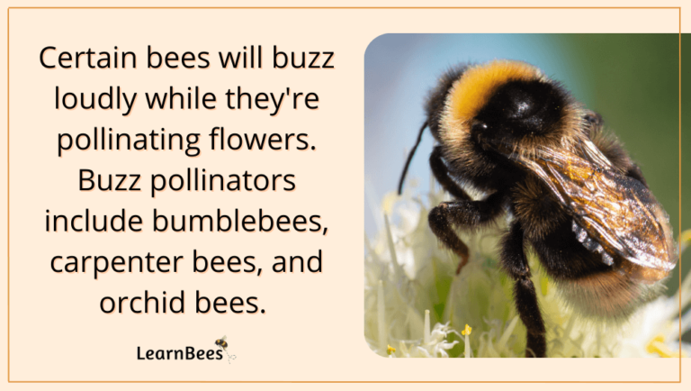 Sounds of Bees: The Buzzing & Piping Noises Bees Use to Talk