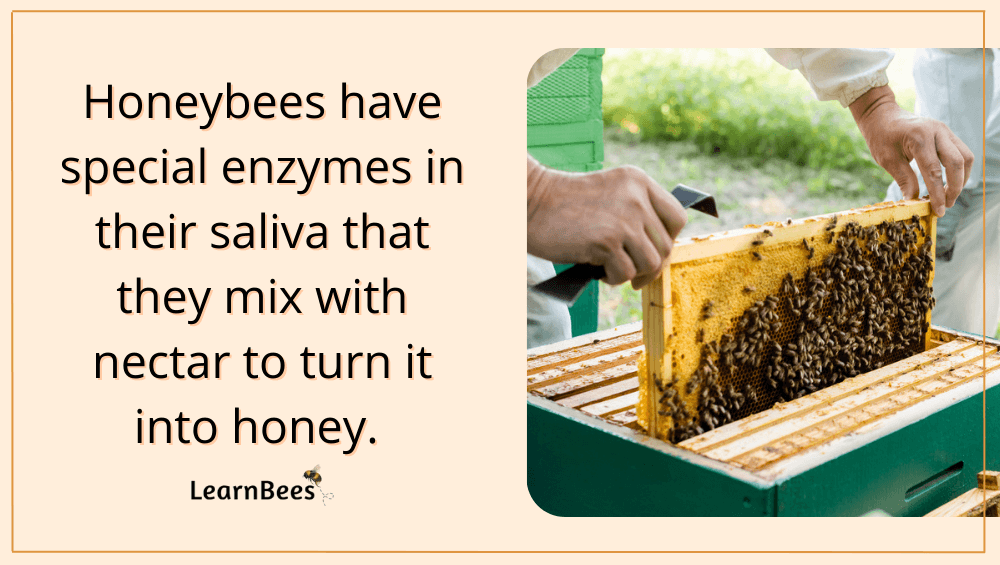 honey making bees
