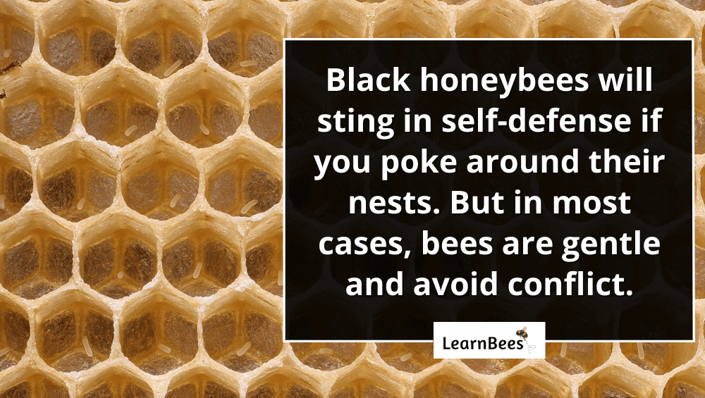 black honeybees