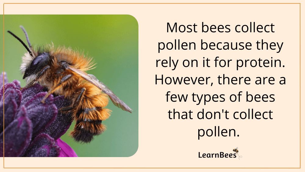 pollen bees