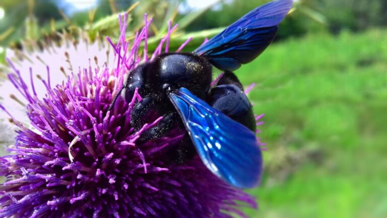 Bees Color: 10+ Types of Colored Bees With Pictures