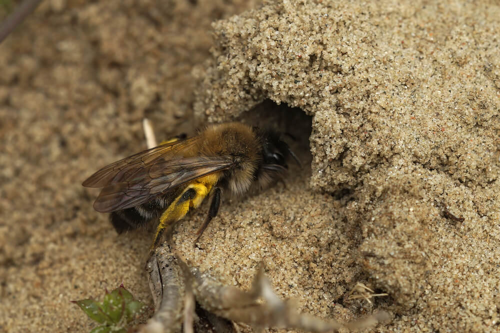 beehive on ground