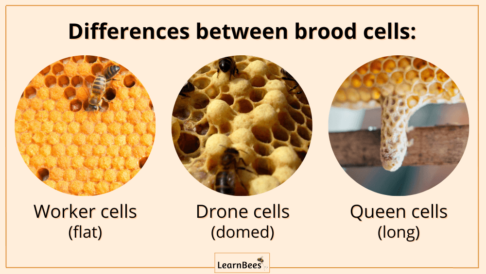 Queen cells vs drone cells vs worker cells