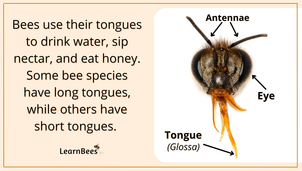 bees tongue