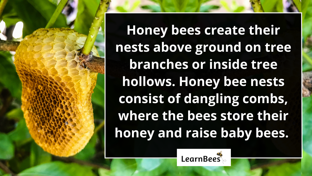 How Do Honey Bees Make Hives Learnbees