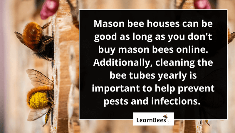 Mason bee housing