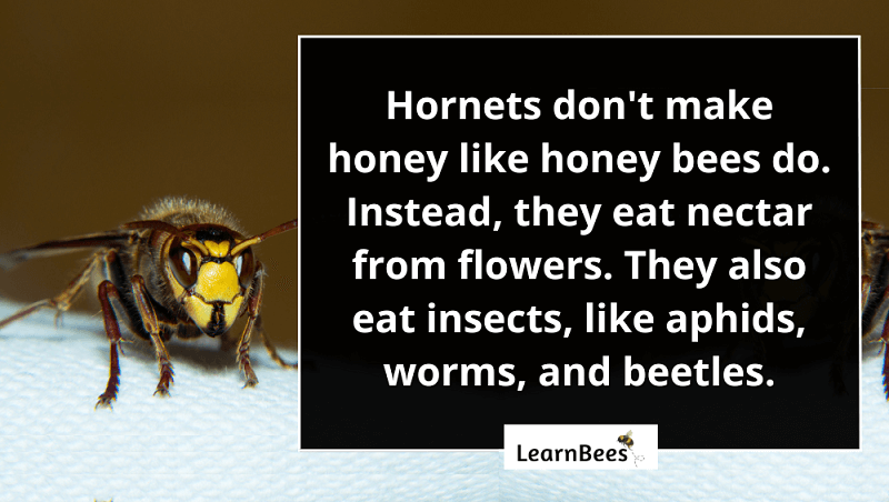 Do hornets make honey?
