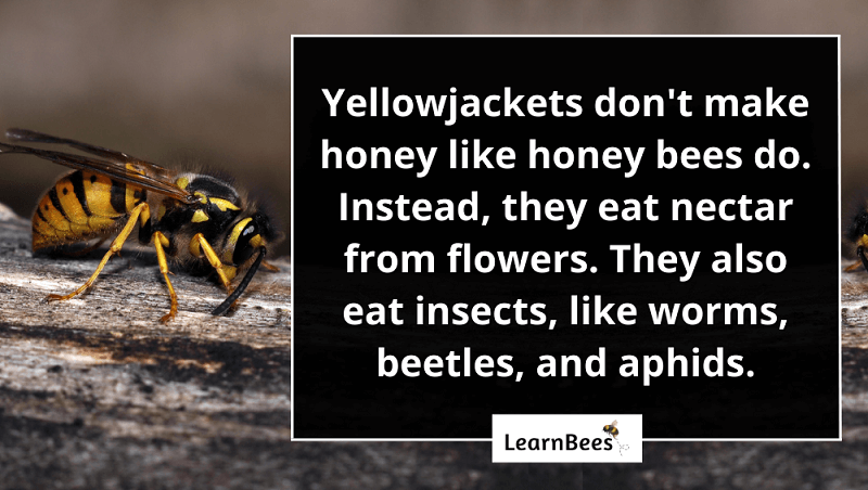 Do yellowjackets make honey?