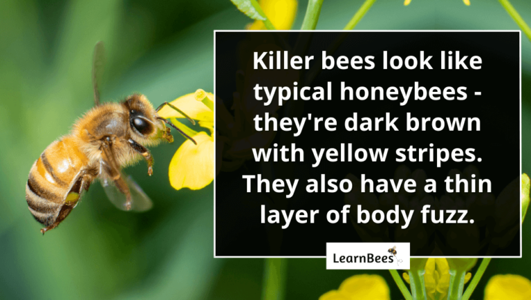 What Do Killer Bees Look Like LearnBees   1sfsfsfsf 768x434 