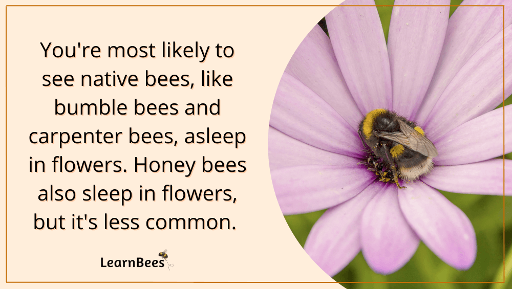 bees sleep in flowers