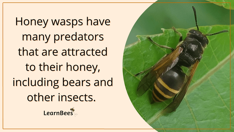 Do wasps make honey?