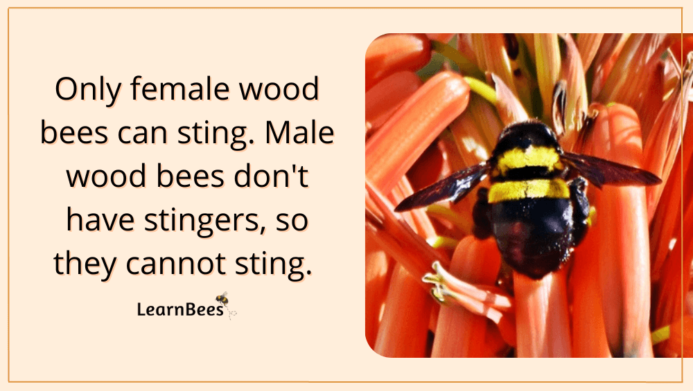 wood bees