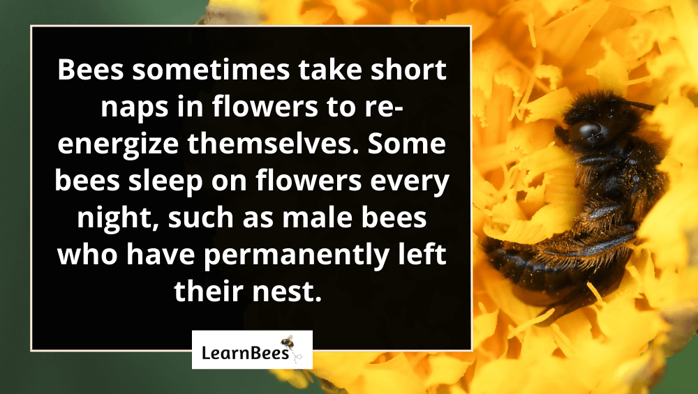 Do Bees Sleep in Flowers? LearnBees