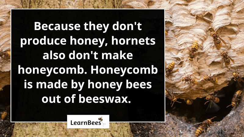 Do hornets make honey?