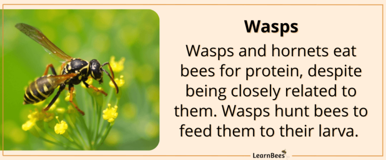 Bee Predators 101: What Eats Bees in the Wild?