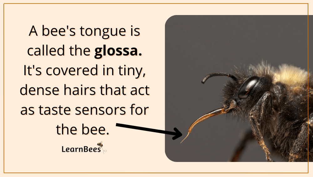 bees tongue
