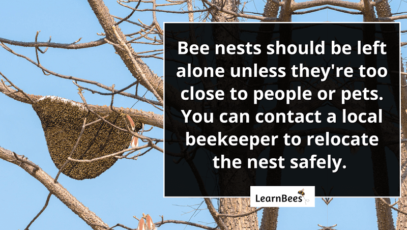 beehives on trees