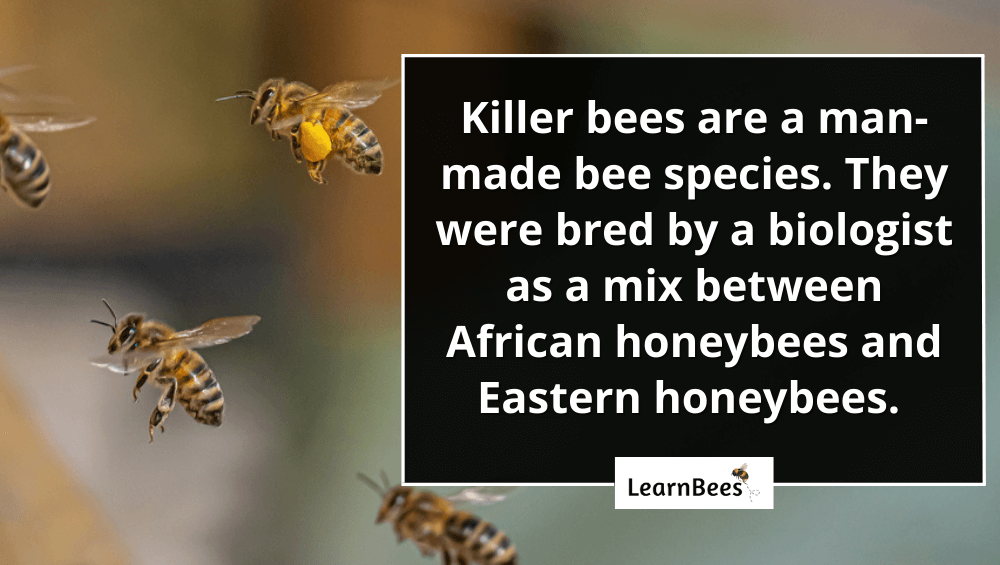 What do killer bees look like?