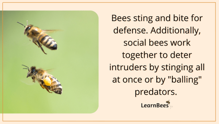 Bee Predators 101: What Eats Bees in the Wild?