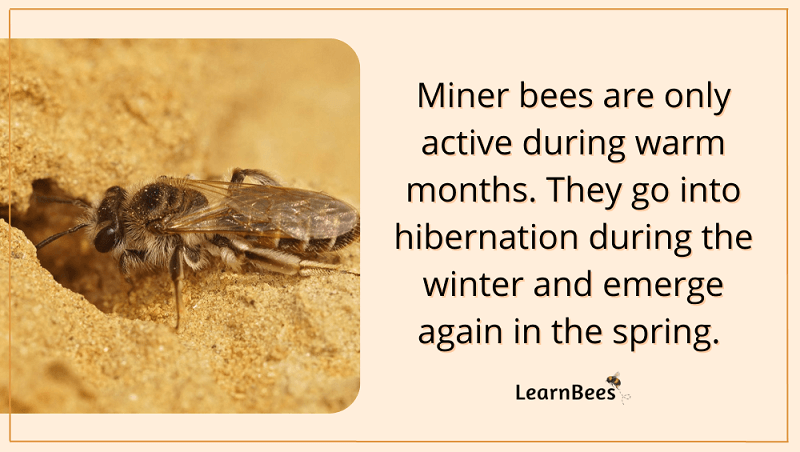 miner bee