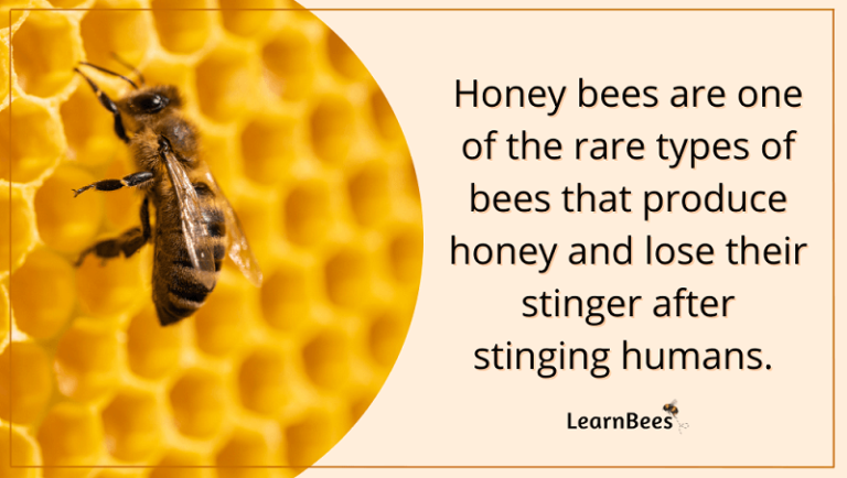 What Do Honey Bees Look Like? - LearnBees