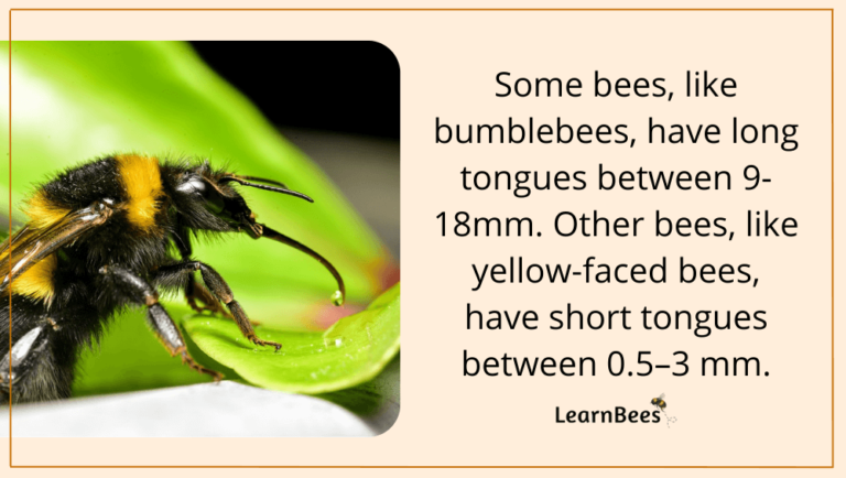 What Does a Bee Do With its Tongue? (+ Pictures of a Bee's Tongue)