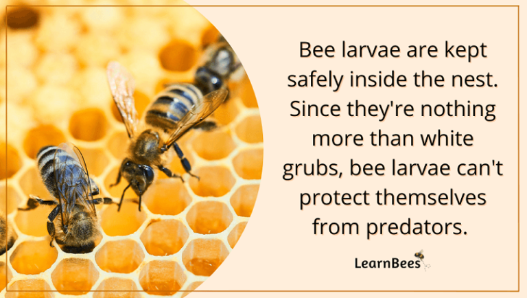 What Are Bee Larvae? (+ What They Look Like) - LearnBees