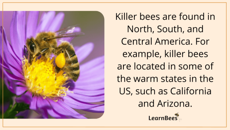 What Do Killer Bees Look Like LearnBees   4ssdfsdffsd 768x434 