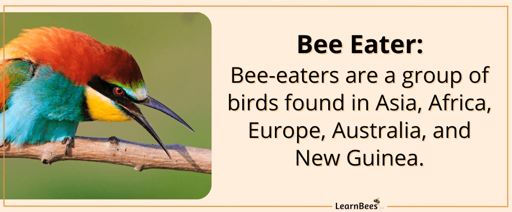 do birds eat bees?