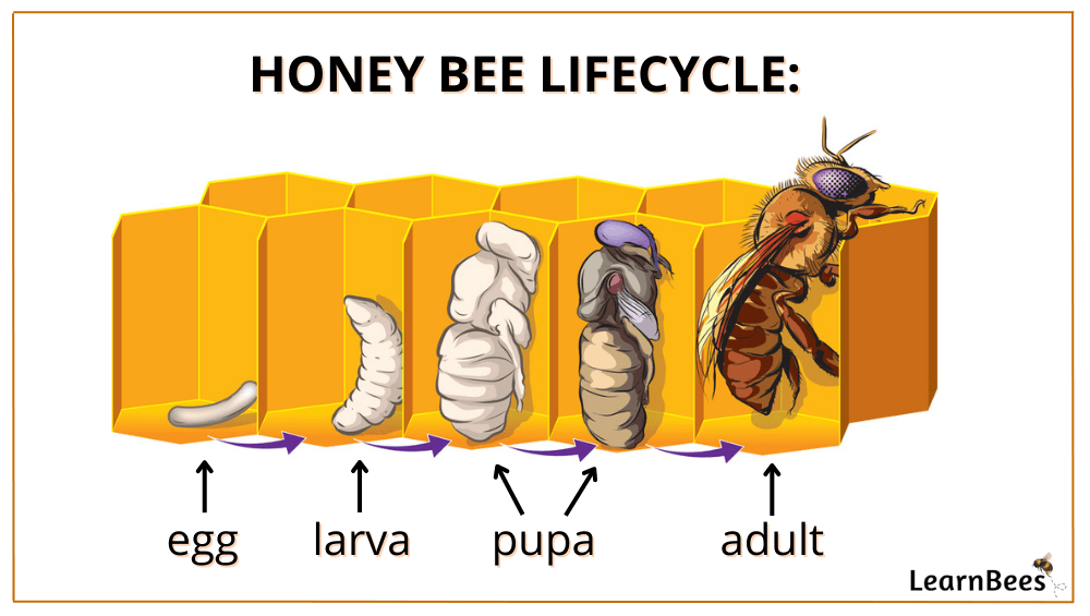 bee larvae
