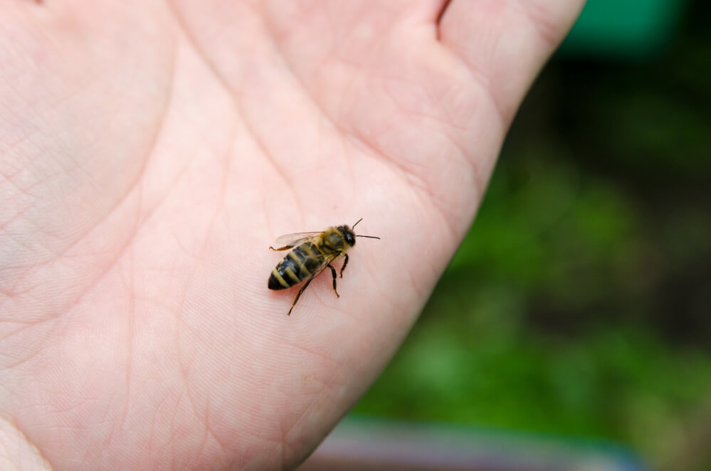 how long do bees stings hurt?