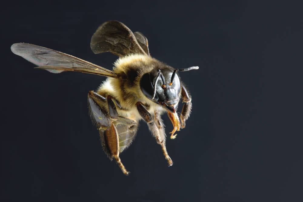 do bees fly in the dark?
