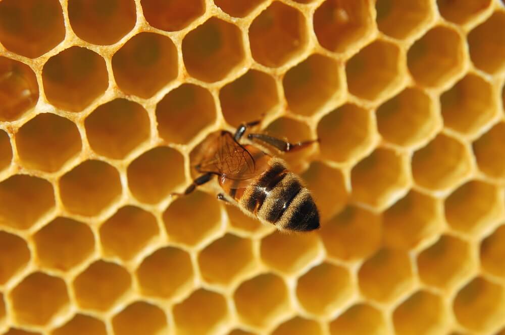 What do honey bees look like?
