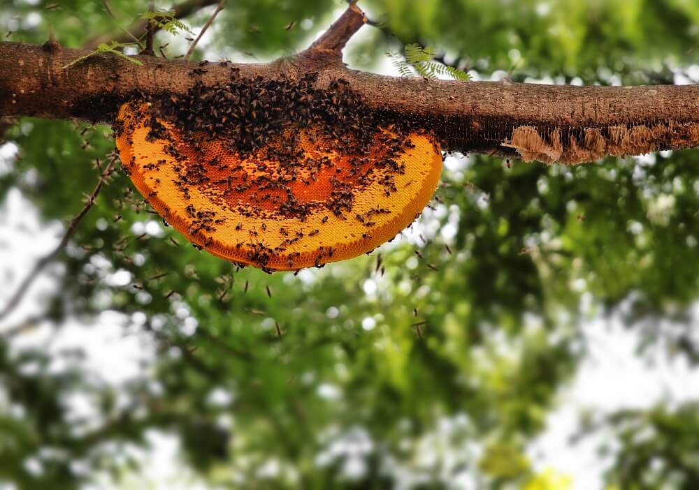 beehives on trees