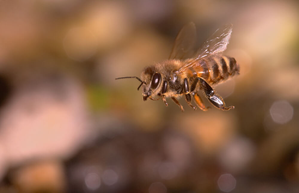 killer bee flying through air