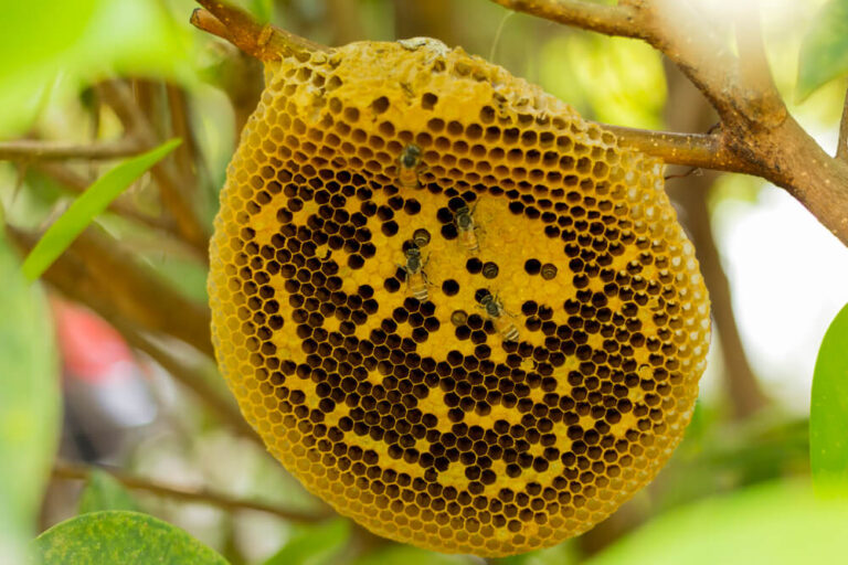 how-do-honey-bees-make-hives-learnbees