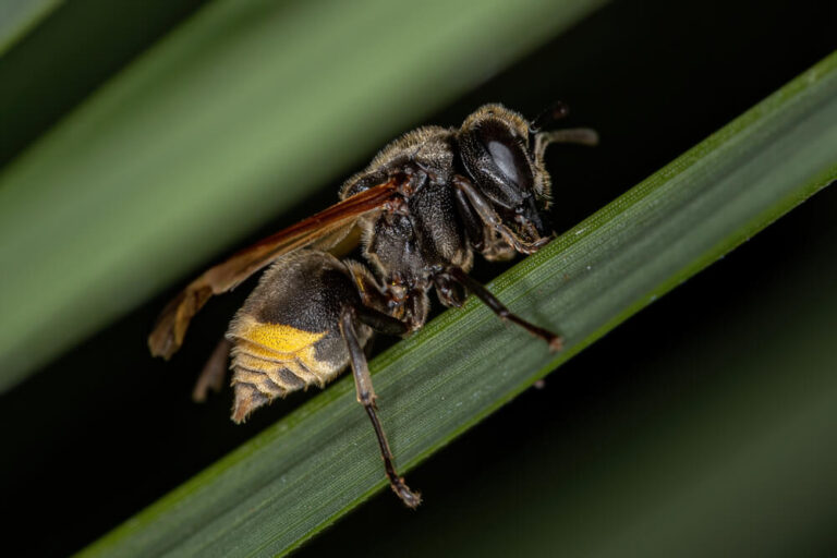 Do wasps make honey?