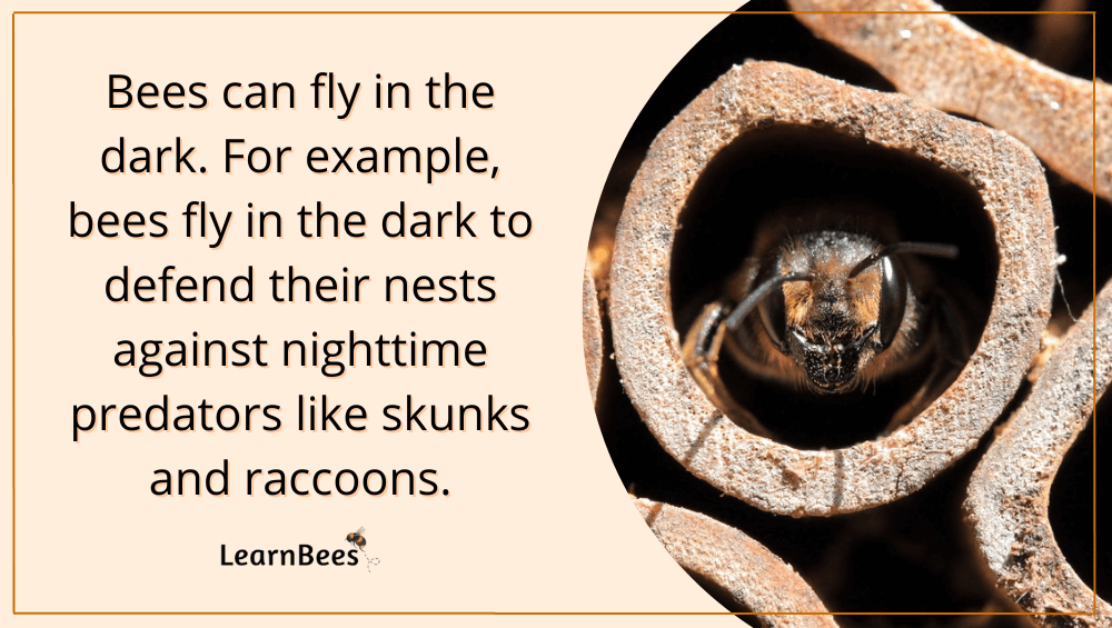 do bees fly in the dark?
