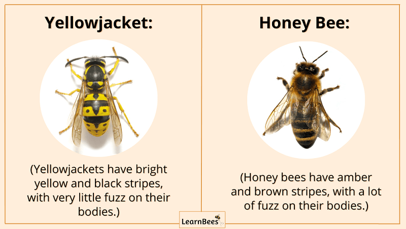 What do honey bees look like?