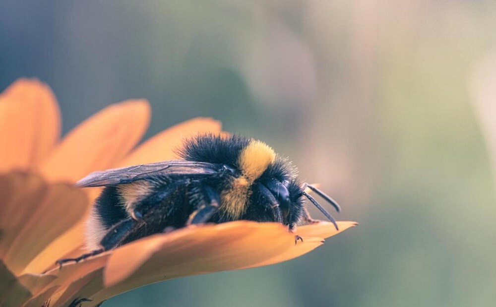 bees sleep in flowers