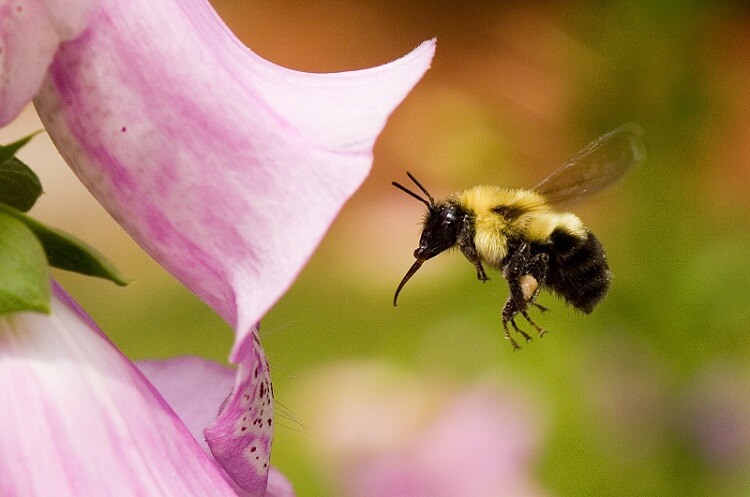 bees tongue