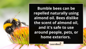 How to Get Rid of a Bumble Bee (Without Killing It) - LearnBees