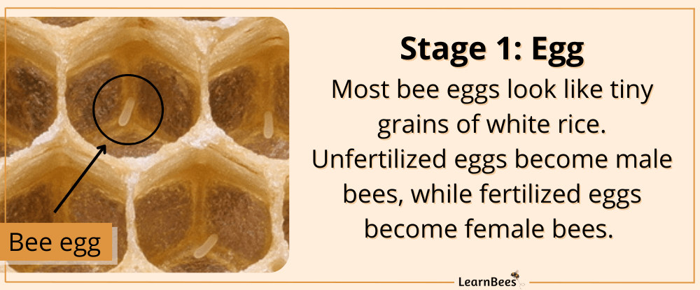 the cycle of a bee